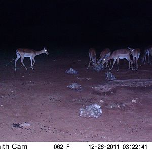 Trail Camera Namibia