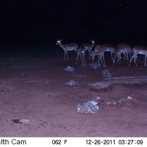 Trail Camera Namibia