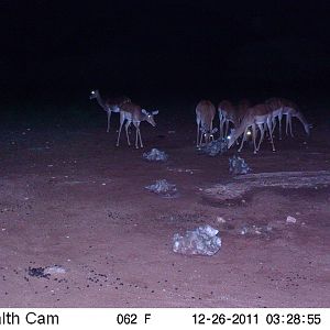 Trail Camera Namibia