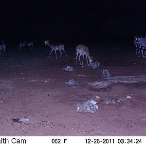 Trail Camera Namibia