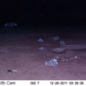 Trail Camera Namibia