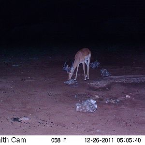 Trail Camera Namibia