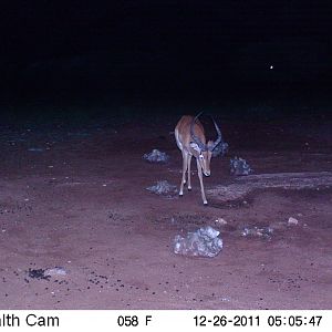 Trail Camera Namibia