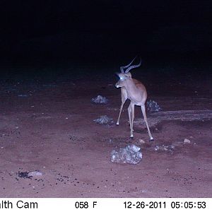 Trail Camera Namibia