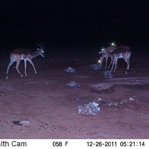 Trail Camera Namibia