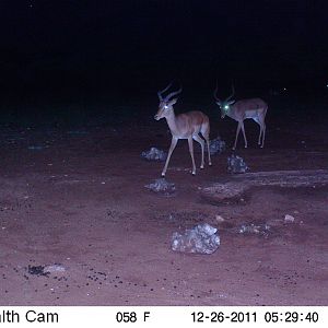 Trail Camera Namibia