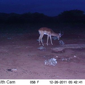 Trail Camera Namibia