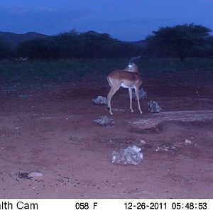 Trail Camera Namibia