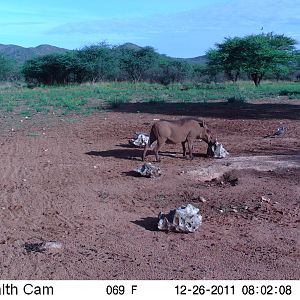 Trail Camera Namibia