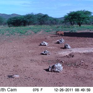 Trail Camera Namibia