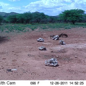 Trail Camera Namibia