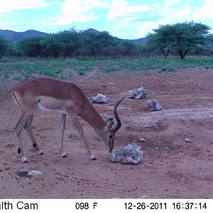 Trail Camera Namibia