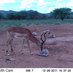 Trail Camera Namibia