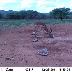 Trail Camera Namibia