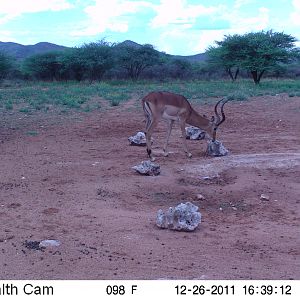 Trail Camera Namibia