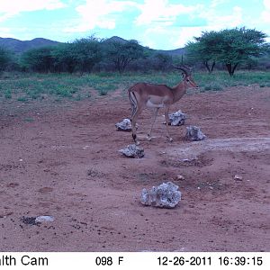 Trail Camera Namibia