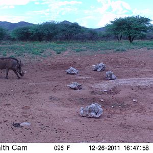 Trail Camera Namibia