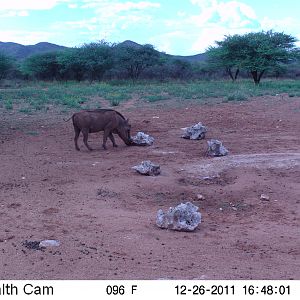 Trail Camera Namibia