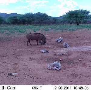 Trail Camera Namibia