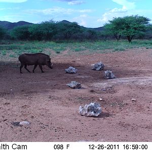 Trail Camera Namibia