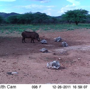 Trail Camera Namibia