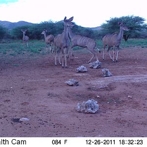 Trail Camera Namibia