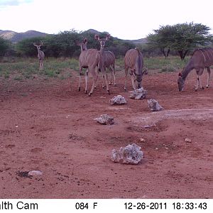 Trail Camera Namibia