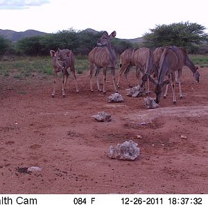 Trail Camera Namibia