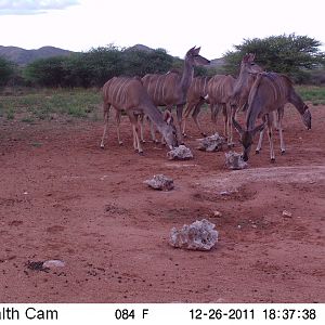 Trail Camera Namibia