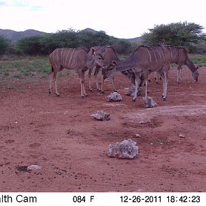 Trail Camera Namibia