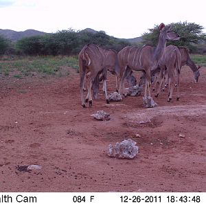 Trail Camera Namibia