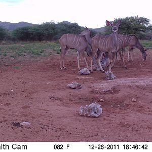 Trail Camera Namibia