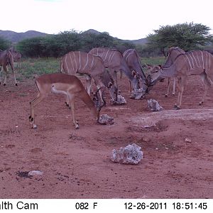 Trail Camera Namibia