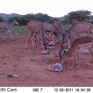 Trail Camera Namibia