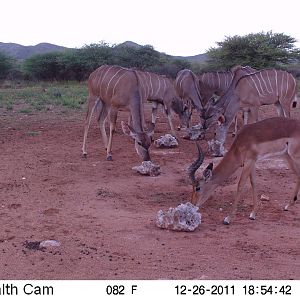 Trail Camera Namibia