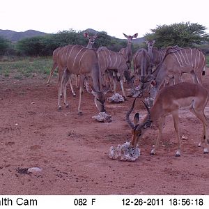 Trail Camera Namibia