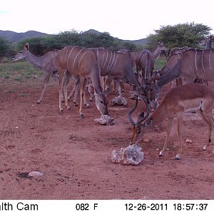 Trail Camera Namibia