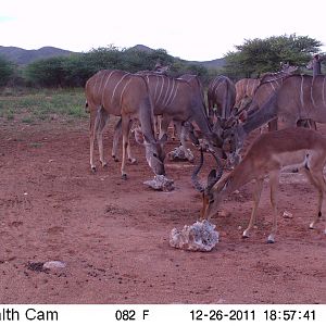 Trail Camera Namibia