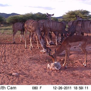 Trail Camera Namibia