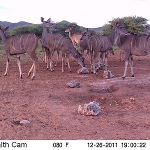 Trail Camera Namibia