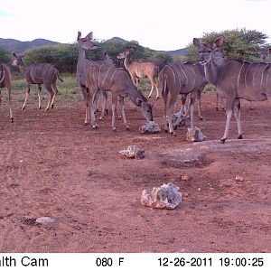 Trail Camera Namibia