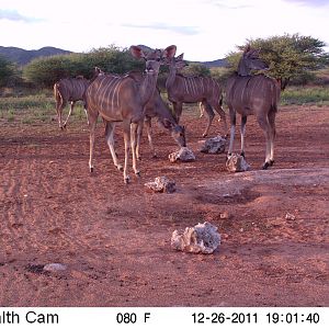 Trail Camera Namibia