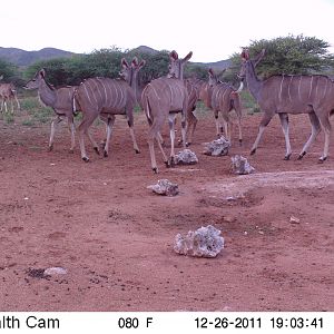 Trail Camera Namibia