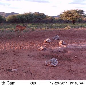 Trail Camera Namibia