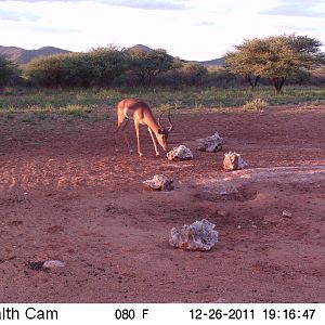 Trail Camera Namibia