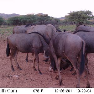 Trail Camera Namibia