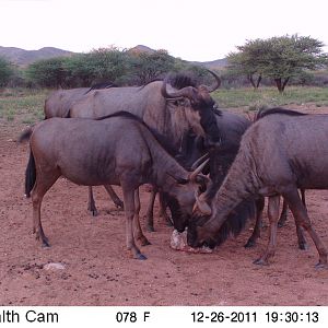 Trail Camera Namibia