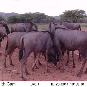 Trail Camera Namibia