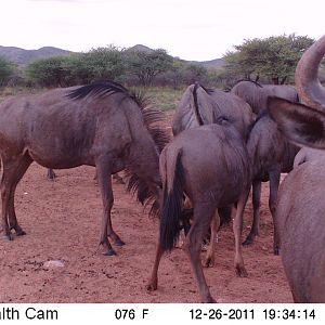 Trail Camera Namibia