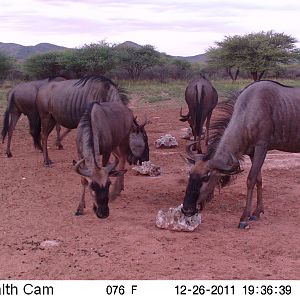 Trail Camera Namibia